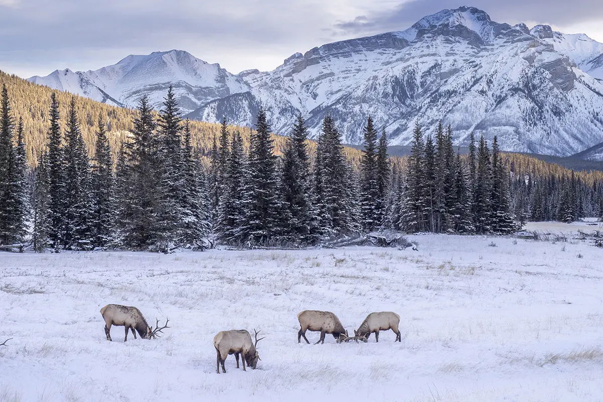 Elks in Banff National Park