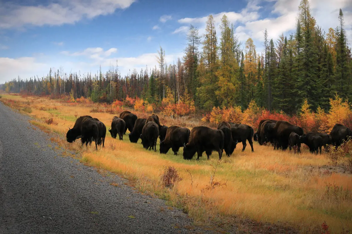 Bison (Buffalo) Viewing