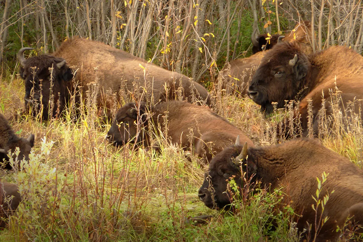 Bison (Buffalo) Viewing
