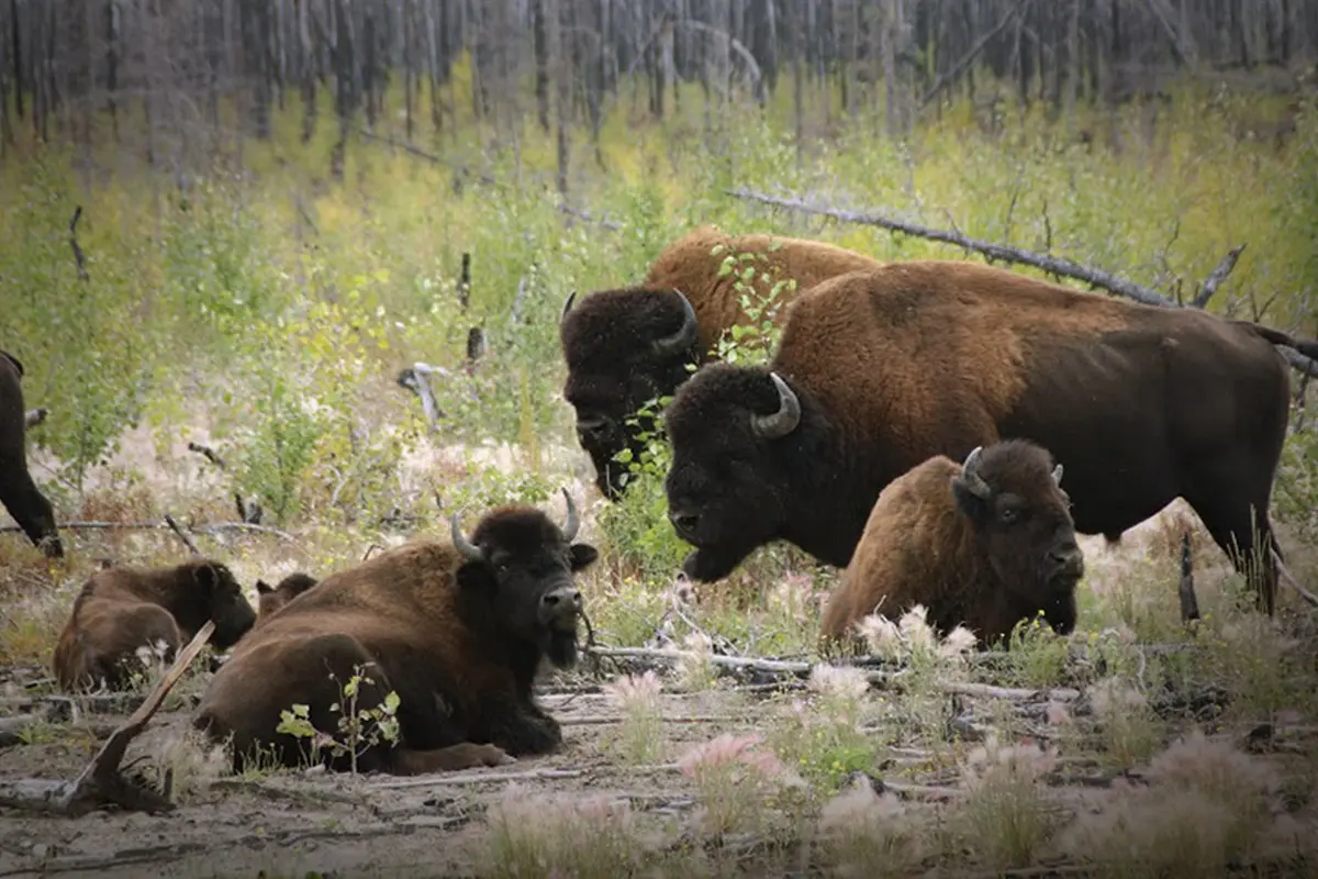 Bison (Buffalo) Viewing