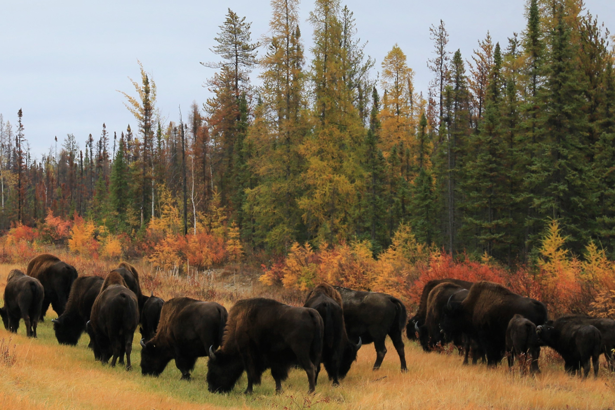 Buffalo Viewing + Picnic